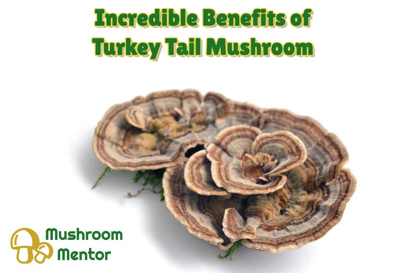 Top Turkey Tail Mushroom Benefits