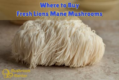 Buy-fresh-lions-mane-mushrooms