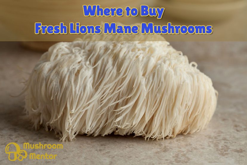 Where To Buy Fresh Lions Mane Mushroom Near Me?