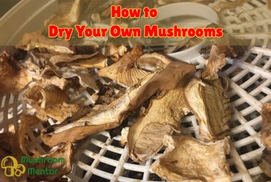 How To Dry Mushrooms At Home
