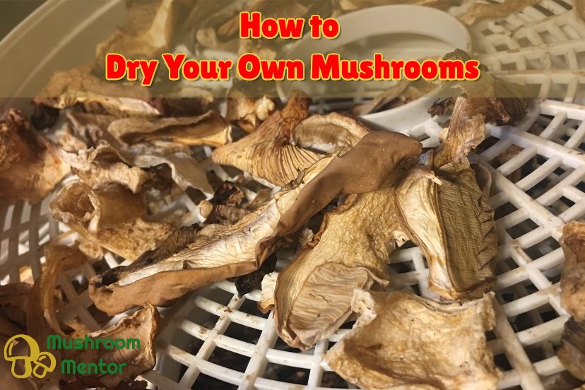 How To Dry Mushrooms Easily