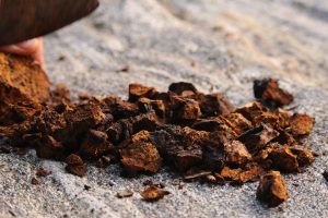 chaga tea chunks