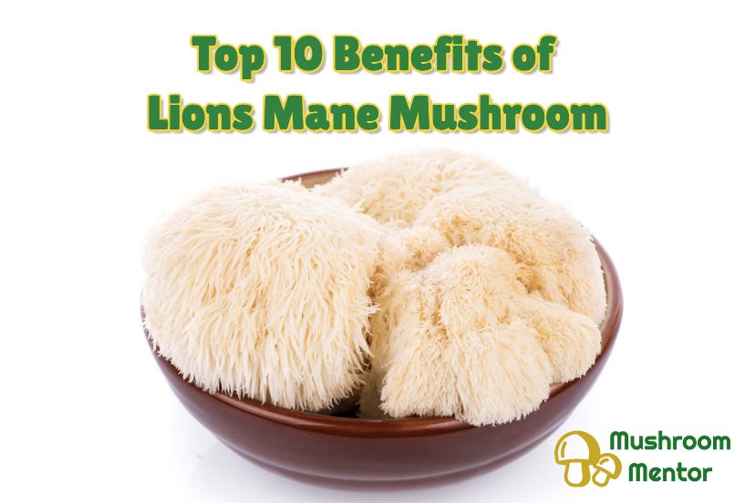 Top 10 Health Benefits Of Lions Mane Mushroom