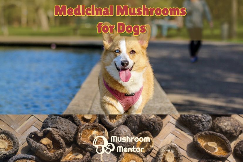 Top 7 Medicinal Mushrooms For Dogs