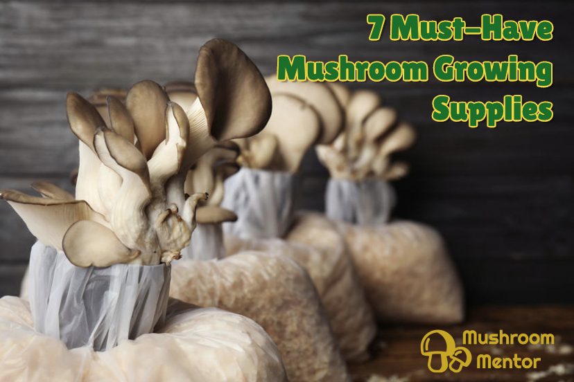 Top 7 Mushroom Growing Supplies