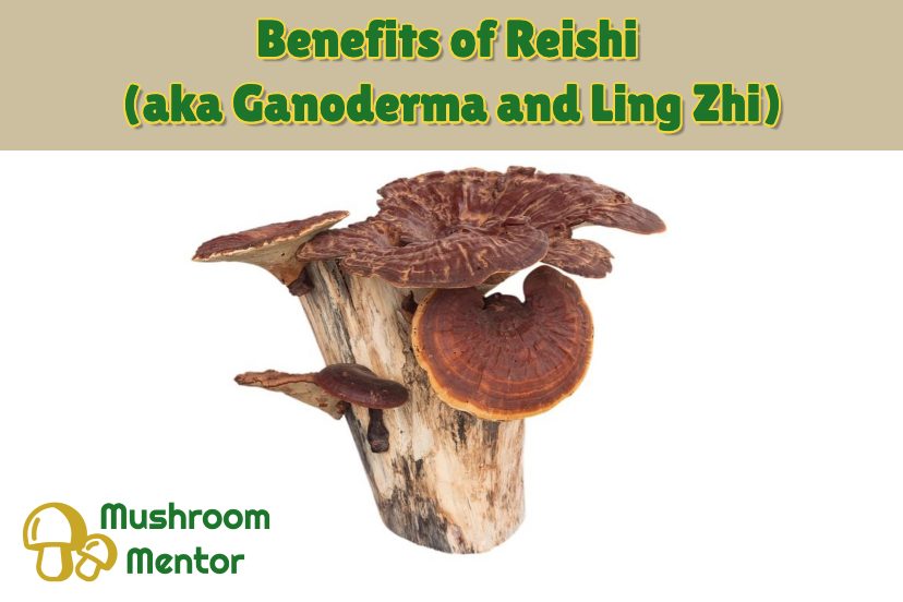7 Incredible Benefits Of Reishi Mushrooms