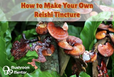 How To Make Your Own Reishi Tincture With Ganoderma