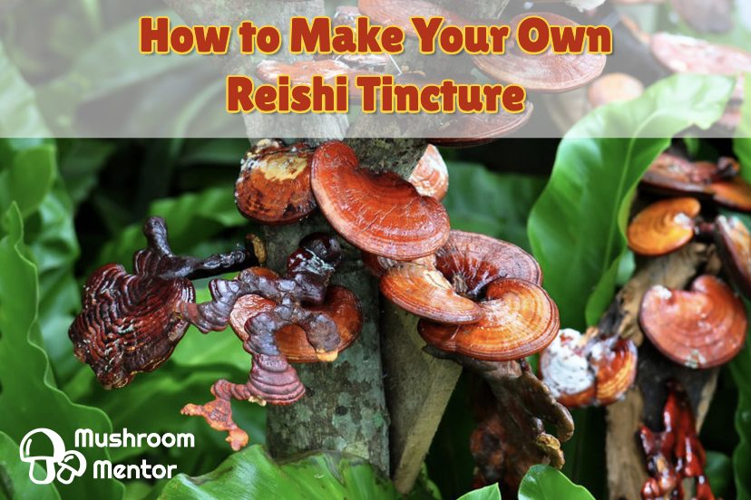 How To Make Reishi Tincture