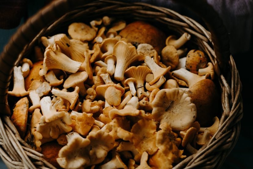 Top Mushroom Growing Kits: Your Essential Guide