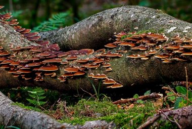 Best Mushroom Growing Logs