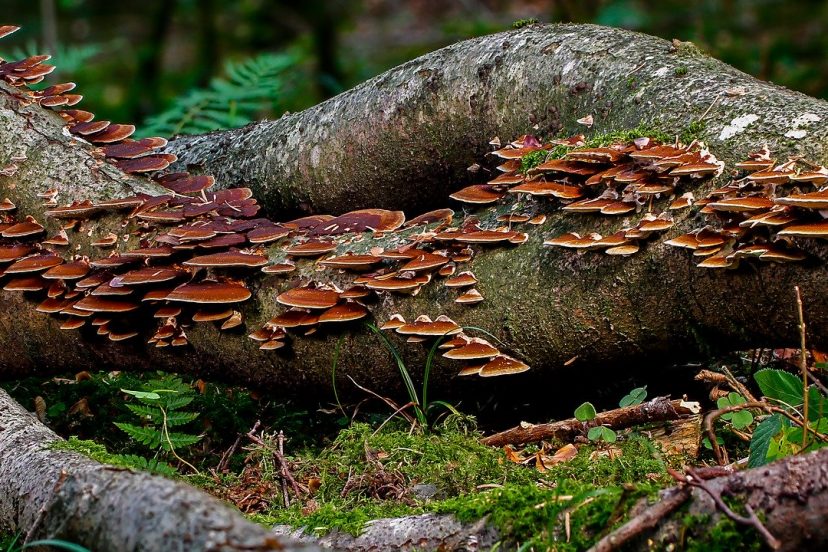 Best Mushroom Growing Logs For Medicinal Mushrooms: All You Need To Know