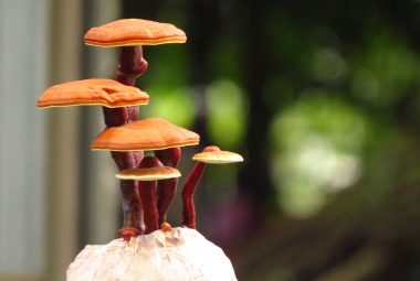 Top Mushroom Tinctures