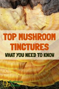 top mushroom tinctures